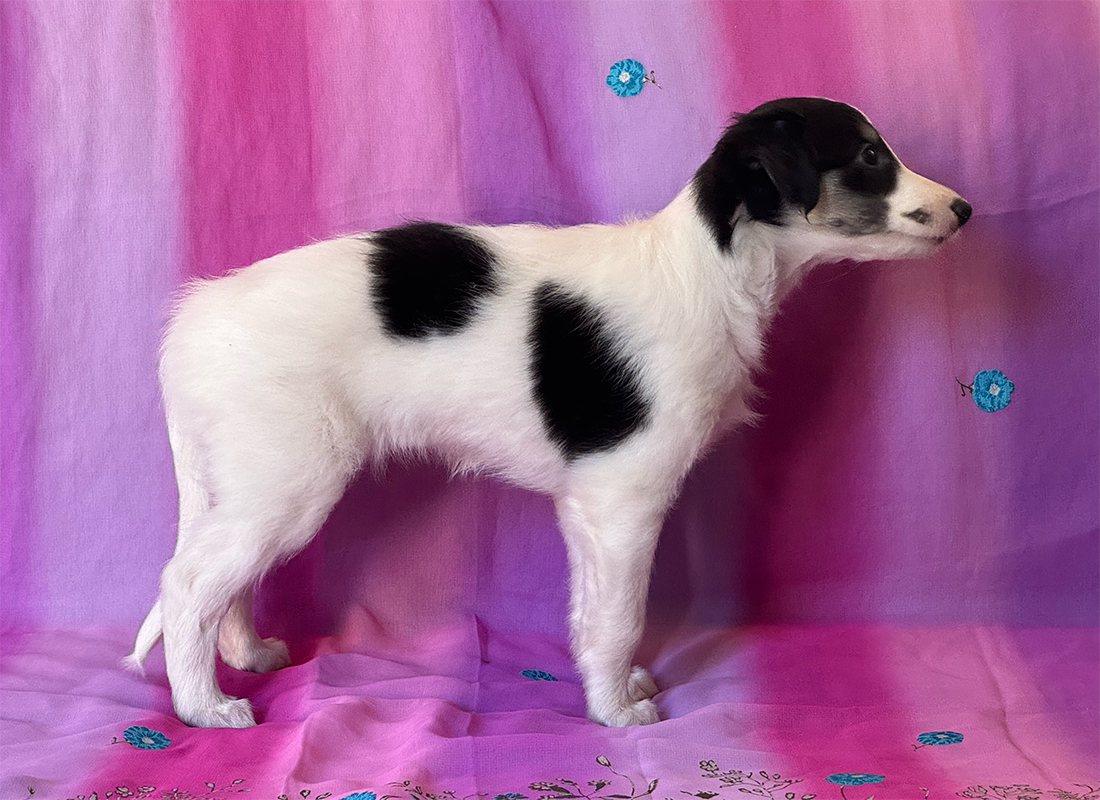 6 weeks - Melody right